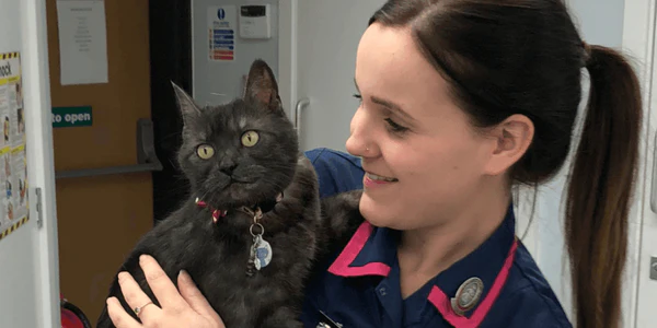 愛玩動物看護師の仕事風景